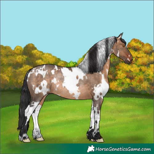 Horse Color:White Spotted Brown Dun Rabicano 