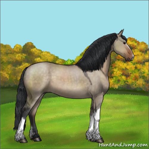 Horse Color:Brown Dun 