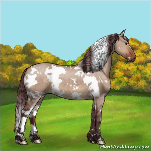 Horse Color:White Spotted Chocolate Brown Dun 