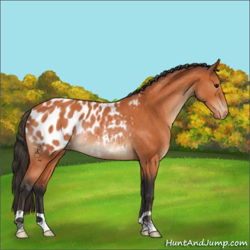 Horse Color:Bay Appaloosa Rabicano 
