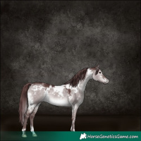Horse Color:Platinum White Spotted Chocolate Brown Dun 