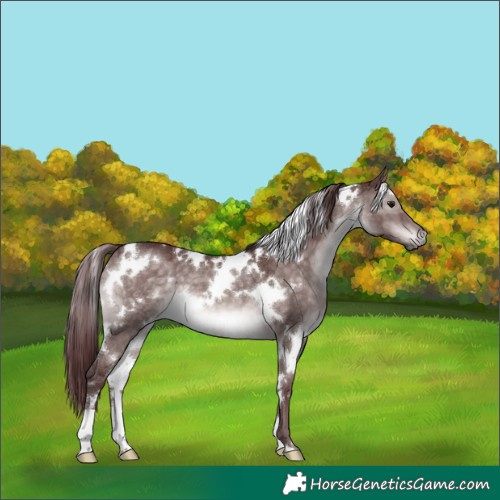 Horse Color:Platinum White Spotted Chocolate Brown Dun 