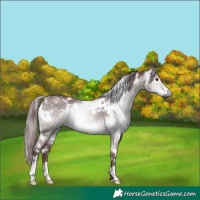 Horse Color:Gray Platinum White Spotted Chocolate Brown Dun 
