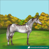 Horse Color:Platinum White Spotted Chocolate Brown Dun 