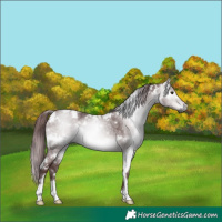 Horse Color:Gray Platinum White Spotted Chocolate Brown Dun 