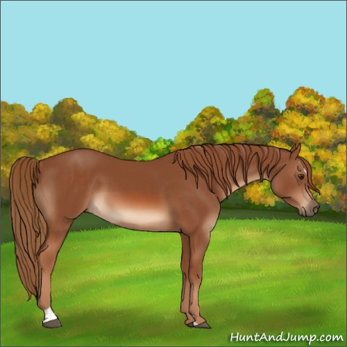 Horse Color:Chestnut Sabino 