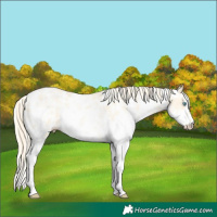 Horse Color:Palomino Pearl Dun Sabino 