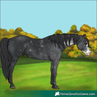 Horse Color:Black Sabino 