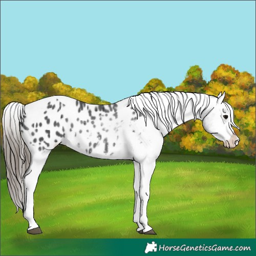 Horse Color:Black Tobiano Appaloosa