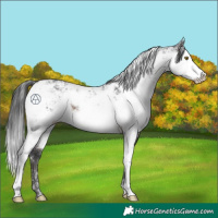 Horse Color:Brown Sabino 