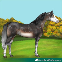 Horse Color:Brown Sabino 
