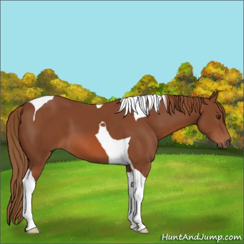 Horse Color:Chestnut Tobiano