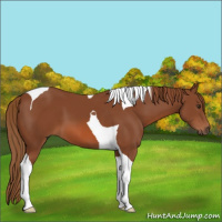 Horse Color:Chestnut Tobiano 