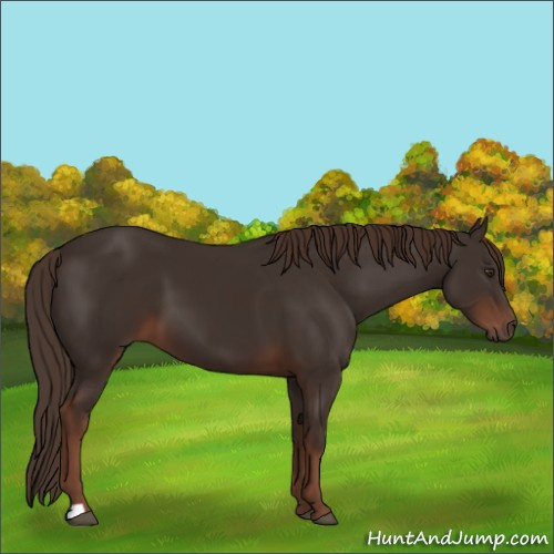 Horse Color:Liver Chestnut 