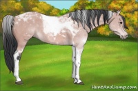 Horse Color:Platinum Bay Sabino Tobiano 