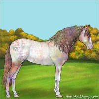 Horse Color:Nacre Gold Champagne Ice Onyx 