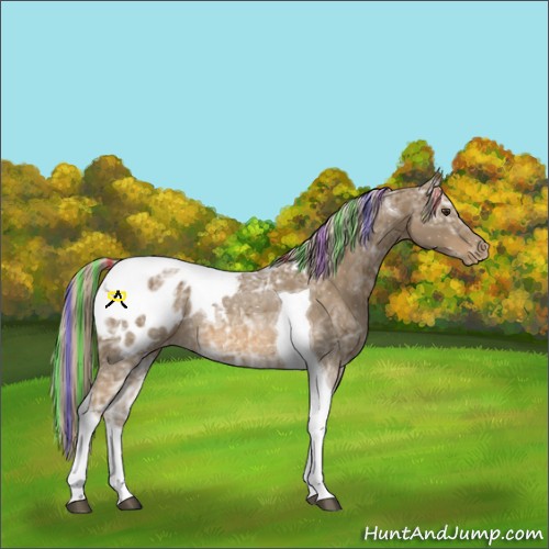 Horse Color:Painted Chocolate Palomino Ice Tobiano Appaloosa 