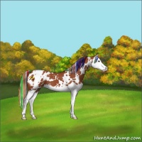 Horse Color:Painted White Spotted Bay Splash Appaloosa 