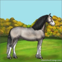 Horse Color:Blue Onyx Sabino Splash Rabicano