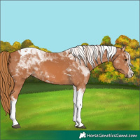 Horse Color:Chestnut Tobiano 