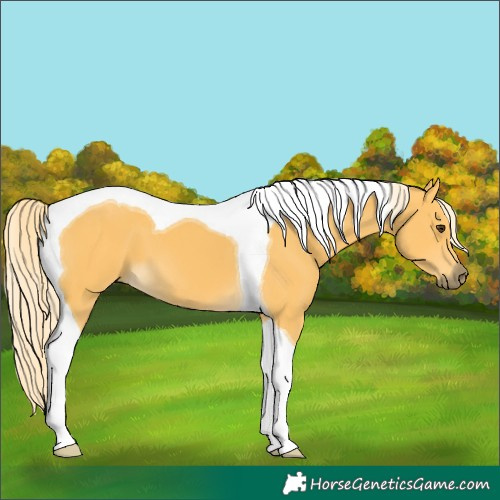 Horse Color:Palomino Tobiano 