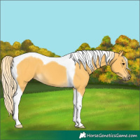 Horse Color:Palomino Tobiano 