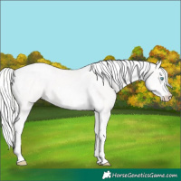 Horse Color:Cremello Sabino Tobiano 