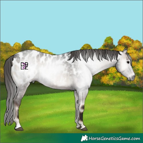 Horse Color:Gray Blue Onyx Roan Appaloosa 
