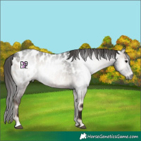 Horse Color:Gray Blue Onyx Roan Appaloosa
