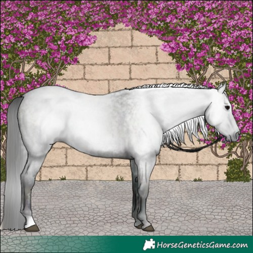 Horse Color:Gray Midnight Brown Roan Onyx 