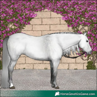 Horse Color:Gray Midnight Brown Roan Onyx 