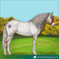 Horse Color:Silver Blue Onyx Roan 