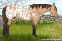 Horse Color:Bay Dun Appaloosa 