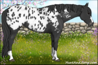 Horse Color:Black Appaloosa 
