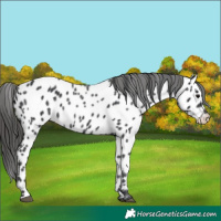 Horse Color:Black Appaloosa 
