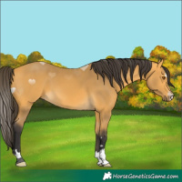 Horse Color:Buckskin