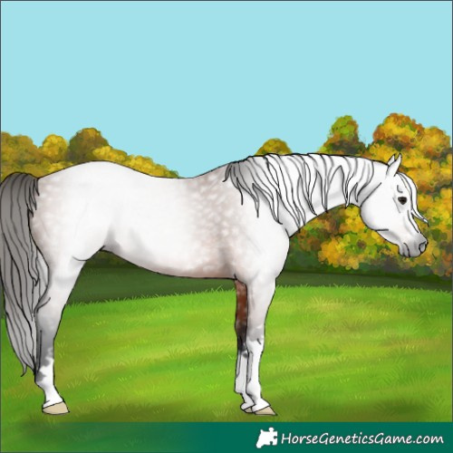 Horse Color:Gray Bay 