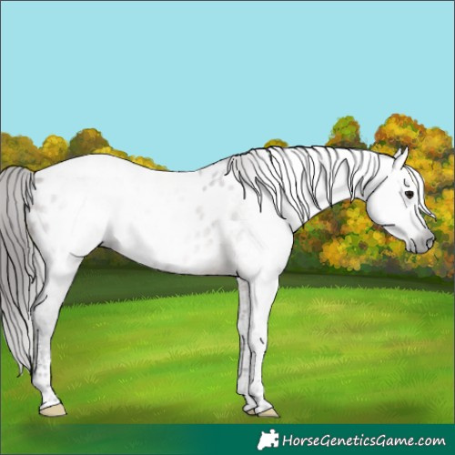Horse Color:Gray Brown Dun Tobiano Appaloosa 