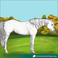 Horse Color:Gray Brown Dun Tobiano Appaloosa 