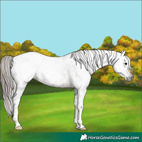 Horse Color:Gray Brown Roan Tobiano Blanket