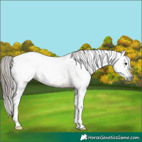 Horse Color:Gray Brown Roan Tobiano Blanket 