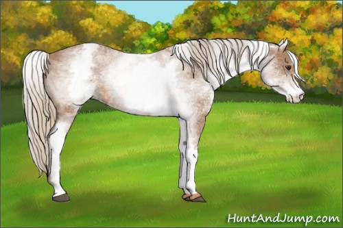 Horse Color:White Spotted Chestnut Mushroom Rabicano
