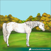 Horse Color:White Spotted Red Dun Mushroom Appaloosa