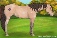 Horse Color:Amber Champagne 