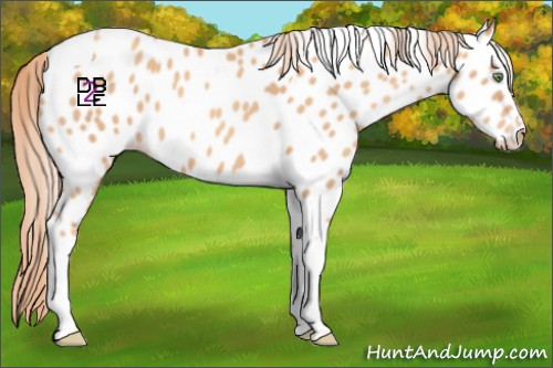Horse Color:Gold Champagne Tobiano Appaloosa 