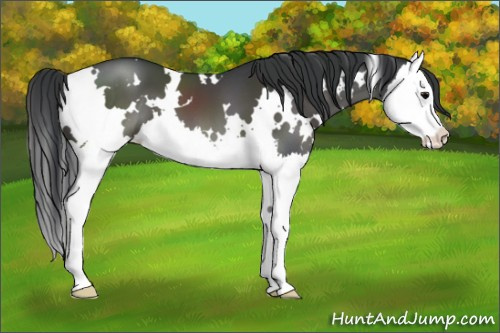 Horse Color:White Spotted Black Splash