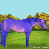 Horse Color:Watercolor Buckskin 