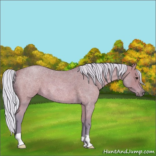 Horse Color:Watercolor Silver Bay Roan