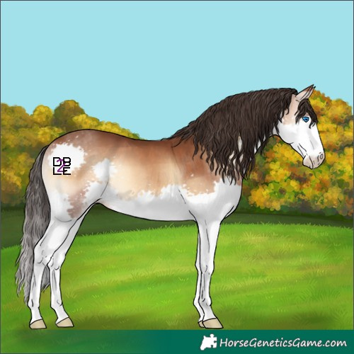 Horse Color:Bay Onyx Splash 