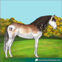 Horse Color:Bay Onyx Splash 